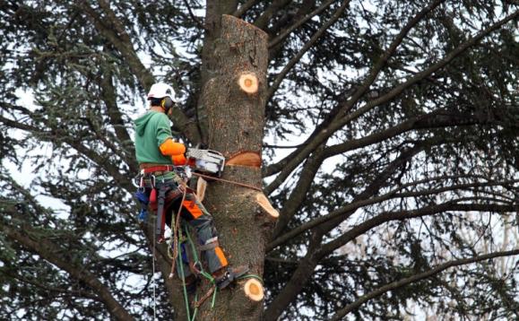 Taille d'arbre